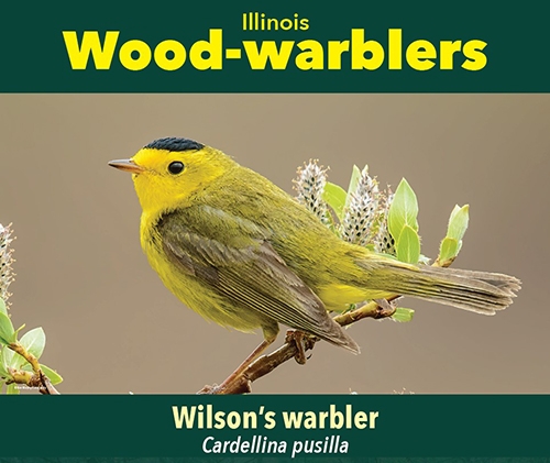 thumbnail Wilson's warbler
