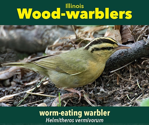 thumbnail worm-eating warbler