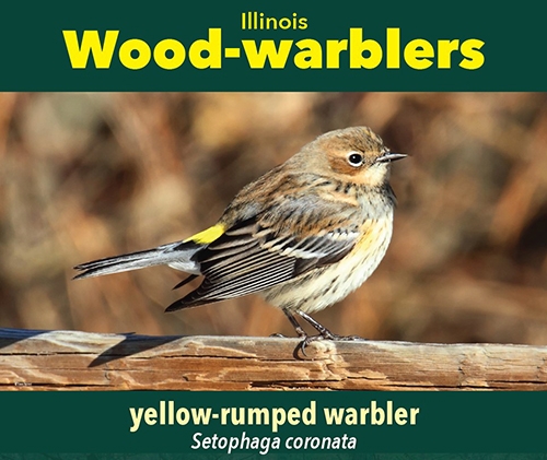 thumbnail yellow-rumped warbler