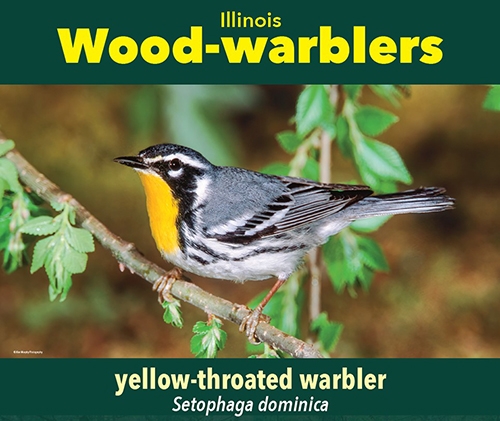 thumbnail yellow-throated warbler