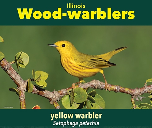 thumbnailyellow warbler