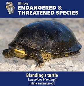 thumbnail Blanding's turtle