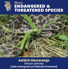 thumbnail eastern massasauga