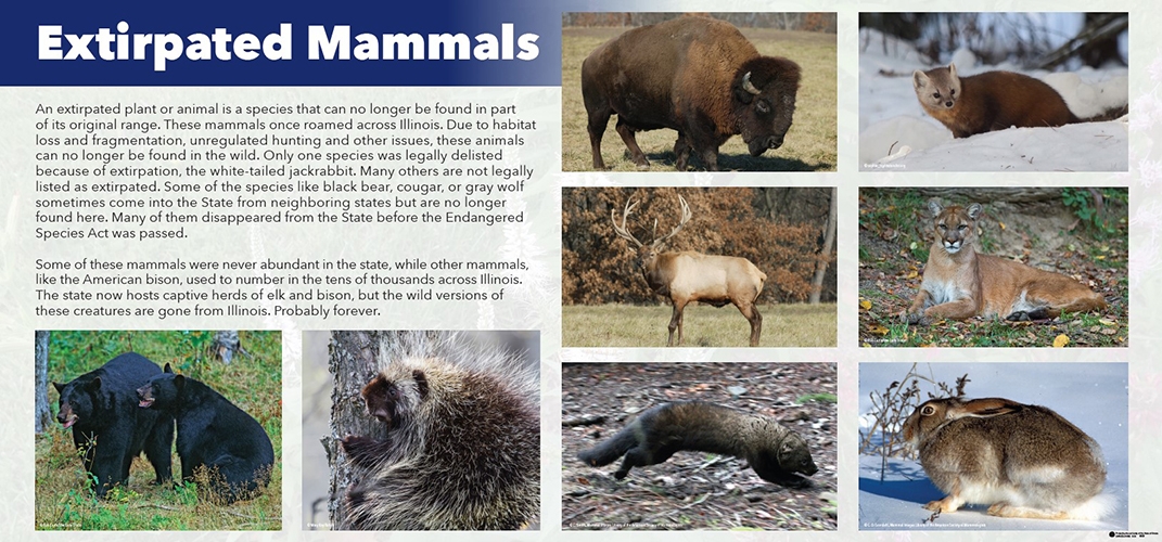 thumbnail extirpated mammals