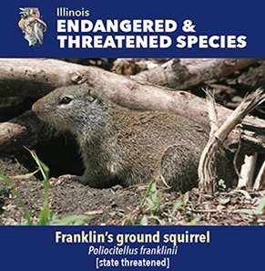 thumbnail Franklin's ground squirrel