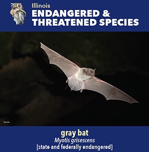 thumbnail gray bat