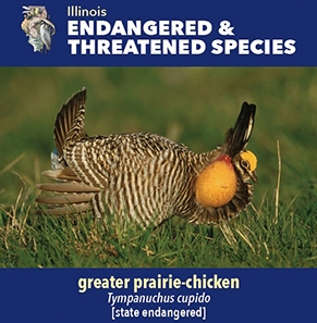 thumbnail greater prairie-chicken