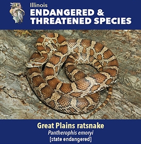 thumbnail Great Plains ratsnake
