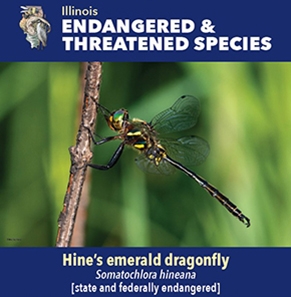 thumbnail Hine's emerald dragonfly