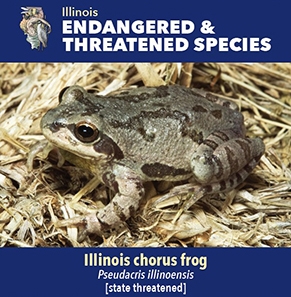 thumbnail Illinois chorus frog