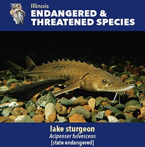 thumbnail lake sturgeon
