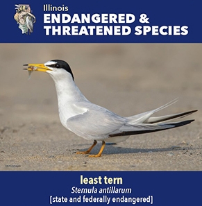 thumbnail least tern