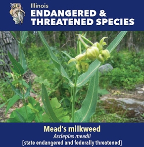 thumbnail Mead's milkweed