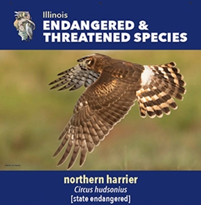 thumbnail northern harrier