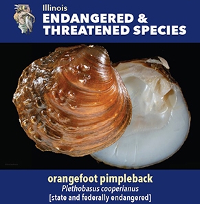 thumbnail orangefoot pimpleback