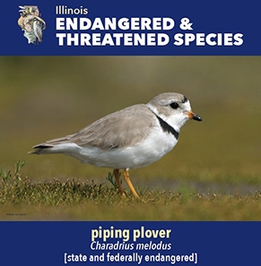thumbnail piping plover