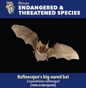 thumbnail Rafinesque’s big-eared bat