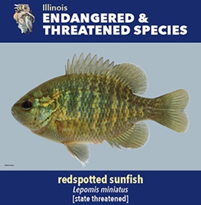 thumbnail redspotted sunfish
