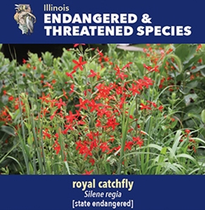 thumbnail royal catchfly