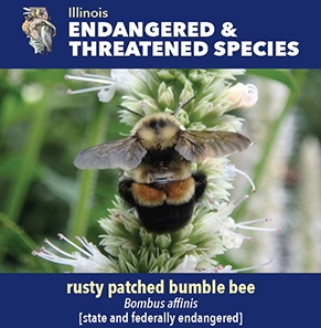 thumbnail rusty patched bumble bee