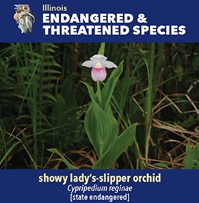 thumbnail showy lady’s-slipper orchid