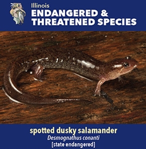 thumbnail spotted dusky salamander