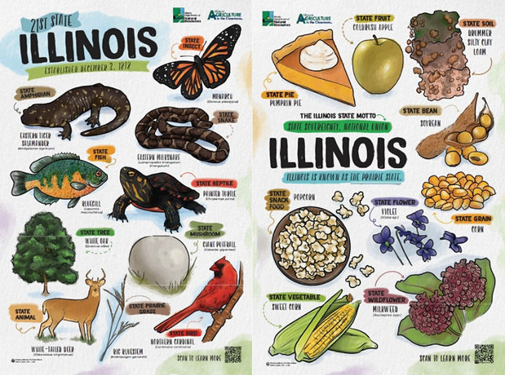 Illinois State Symbols Poster by IDNR