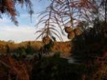 Bald cypress cones