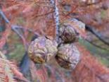 Close-up bald cypress cones