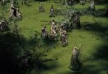 Bald cypress knees