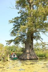 Canoeists paddle past large bald cypress tree