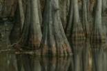 Buttressed trunks of bald cypress in swamp  