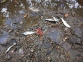 stony-creek-dead-fish