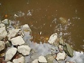 stony-crk-picture3-near-rt-150-bridge-dead-fish