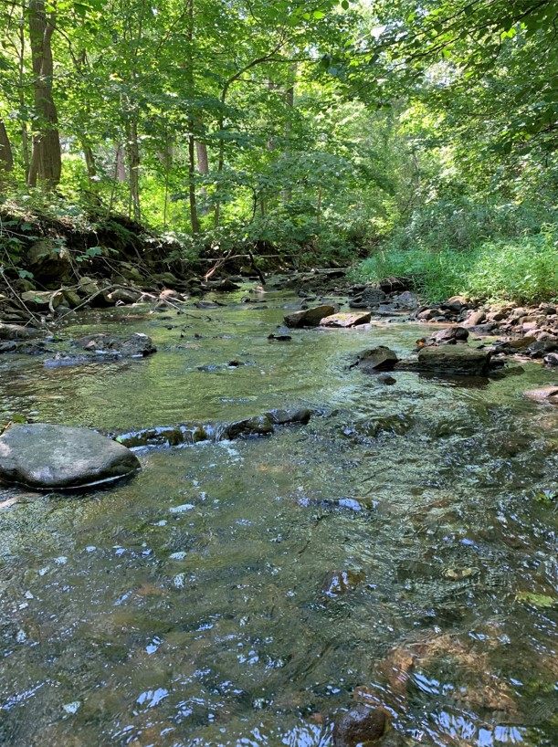 A photo of a shady stream. There are some small rocks creating a riffle. 