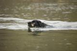 Swim Dog