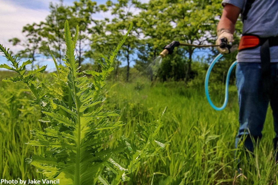 invasive species. A person applies herbicide to a teasel plant. 