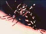 Asiant Tiger Mosquito
