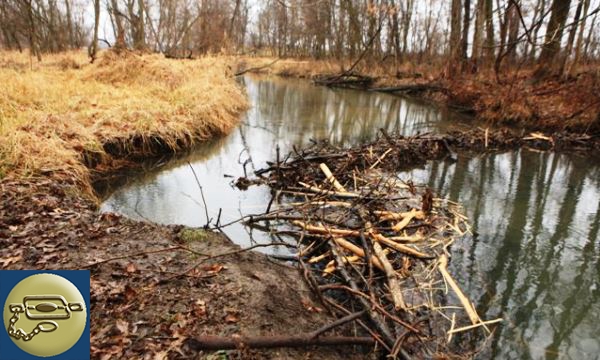 Image of a beaver dam on a river