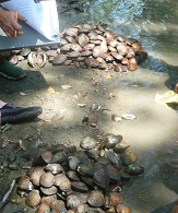 Piles of freshwater mussels in creek.