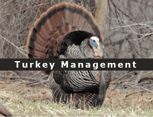 Turkey Management