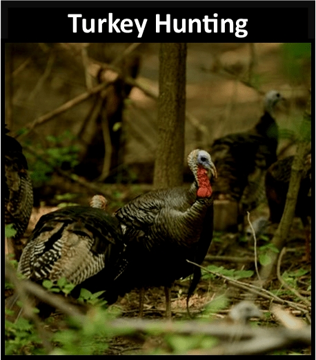 Turkey Hunting