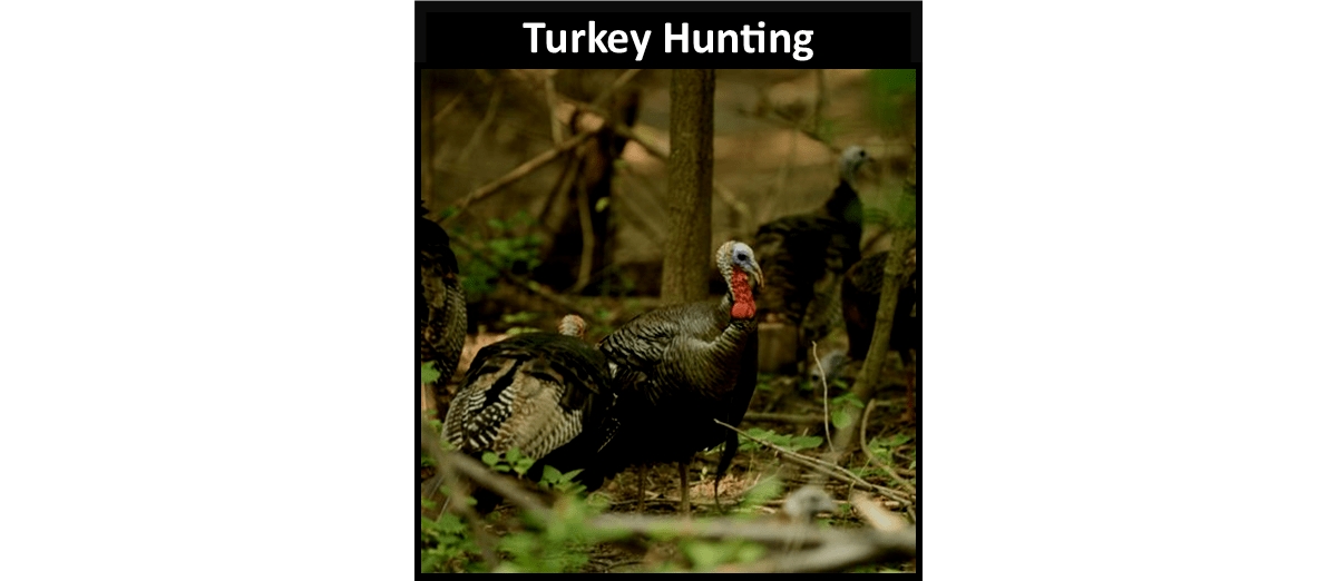 Turkey Hunting