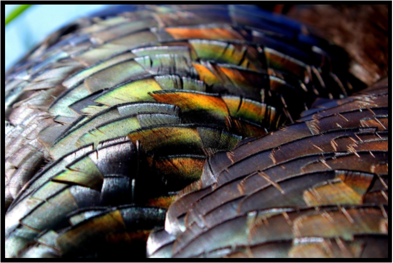 Turkey feathers