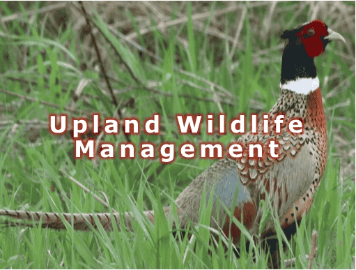 UplandWildlife4