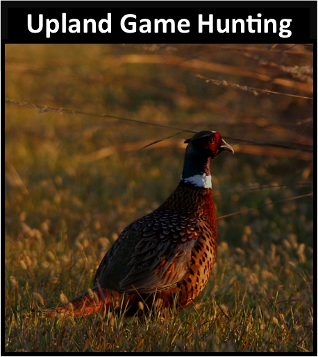 Upland Game Hunting