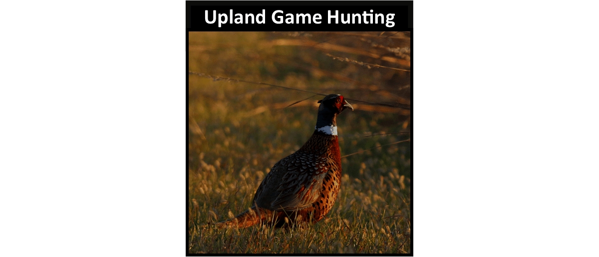 Upland Game Hunting