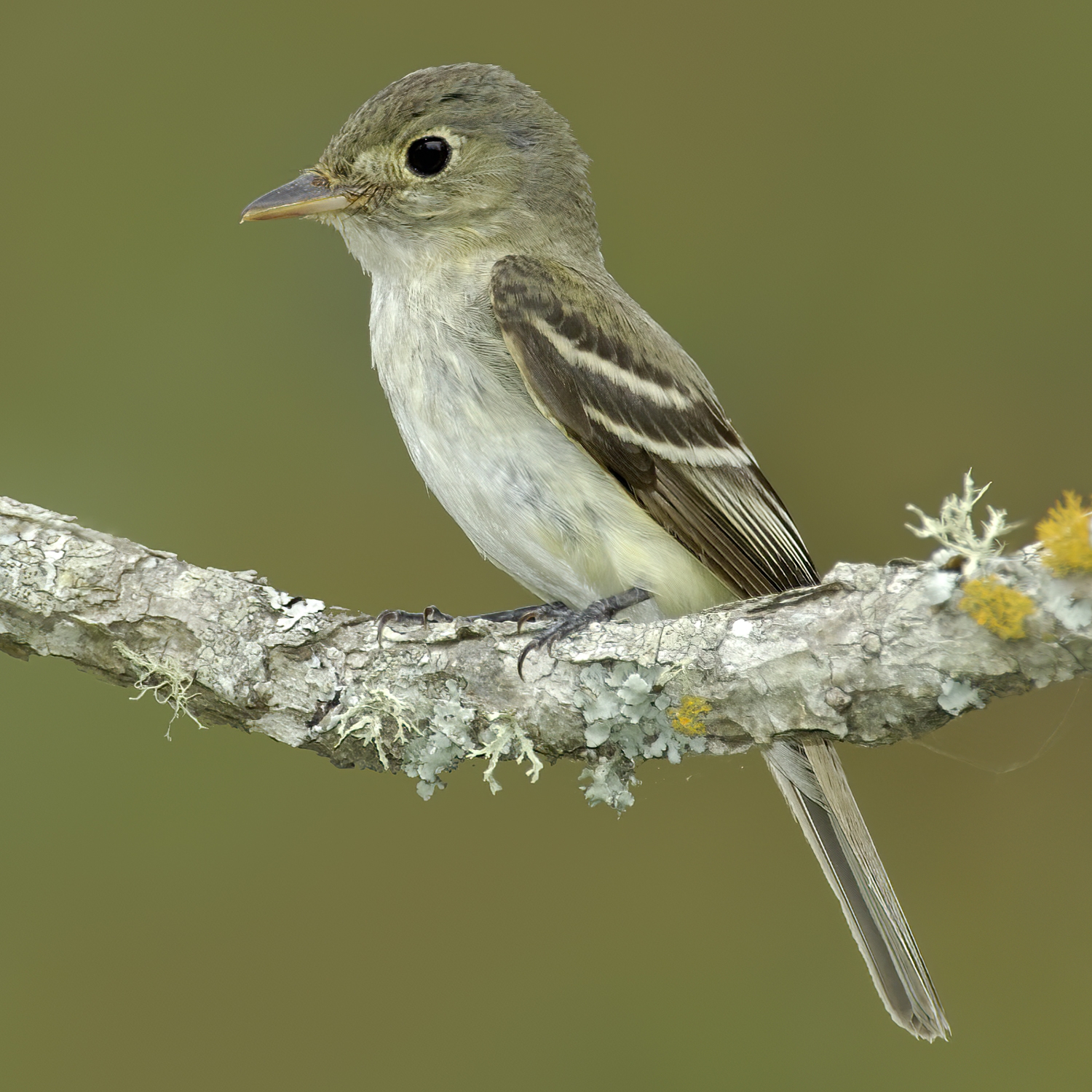 Acadian flycatcher