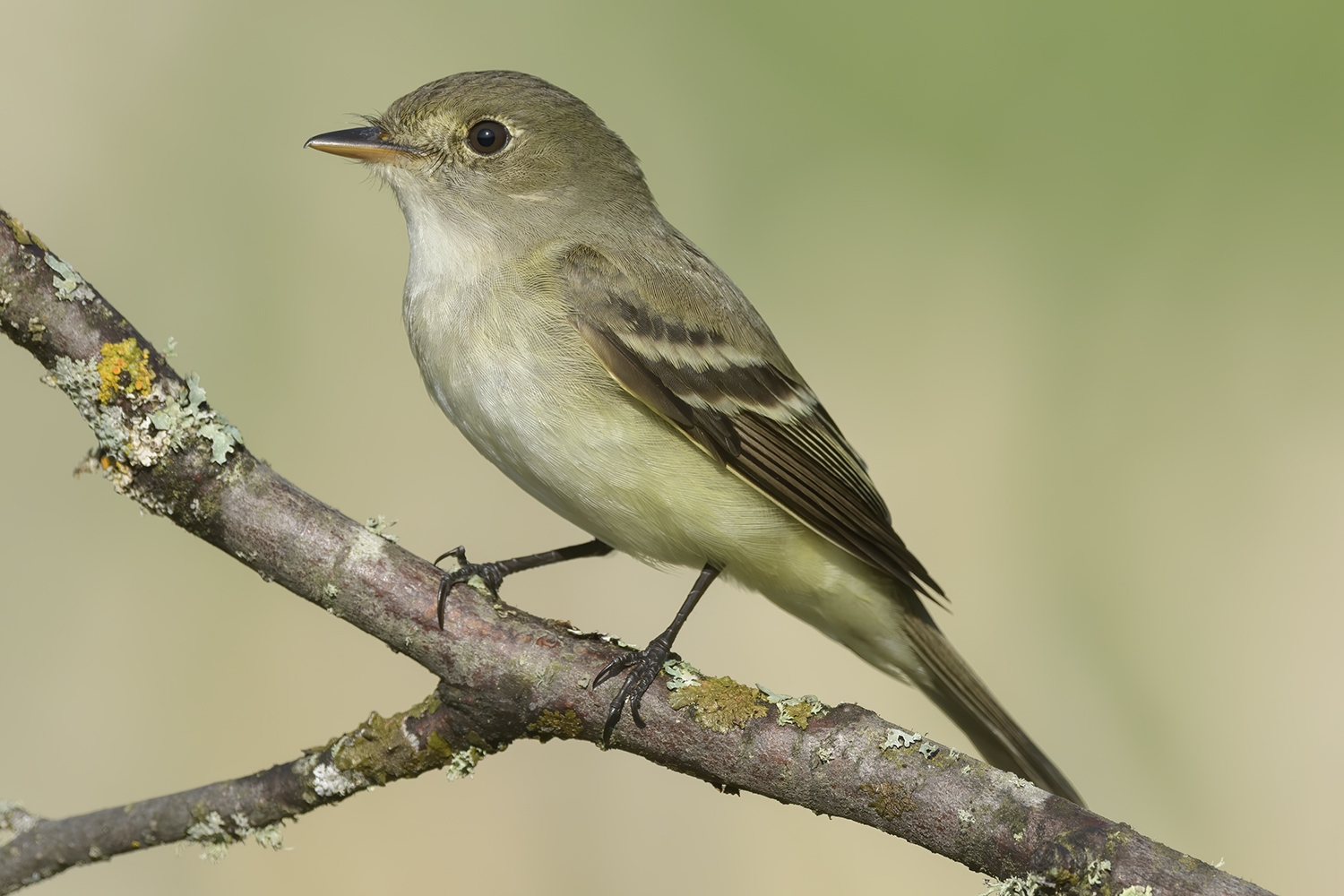 alder flyctcher (Empidonax alnorum) Photo © briansmallphoto.com