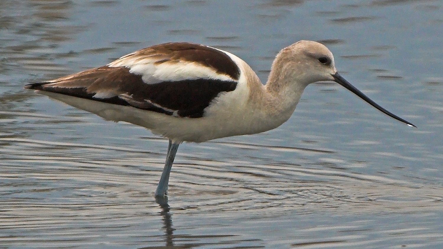 american avocet